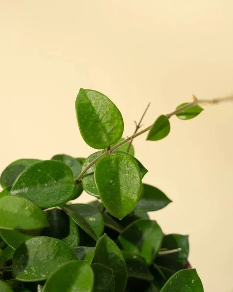 Hoya 'Chouke' - Unique Speckled Wax Plant