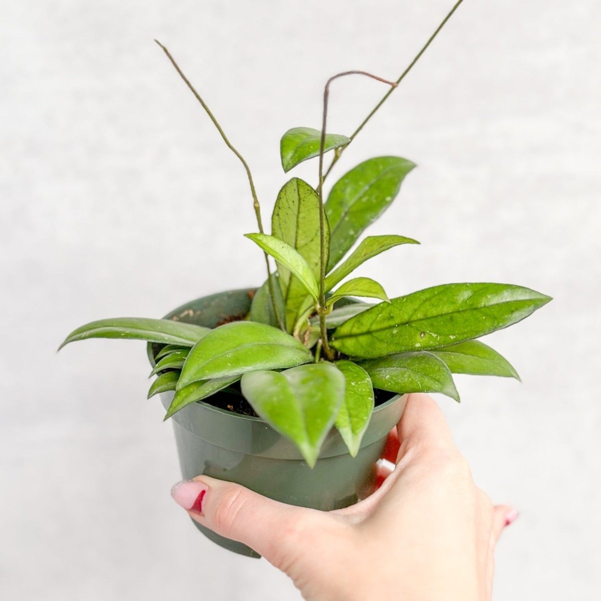Hoya Crassopetiolata – Thick‑Leaved Wax Flower Hoya