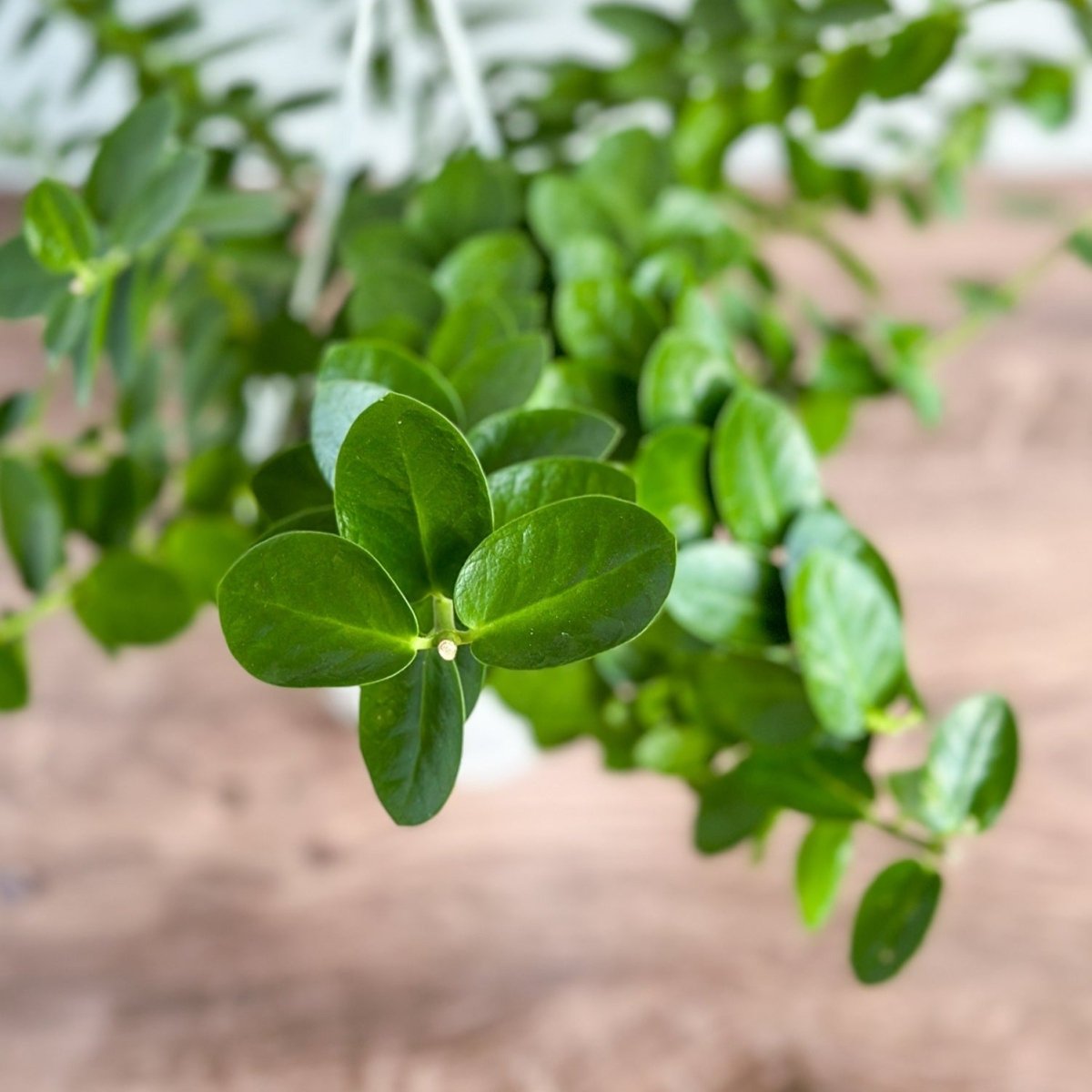 Hoya Cumingiana - Small Leaf Hoya Wax Vine
