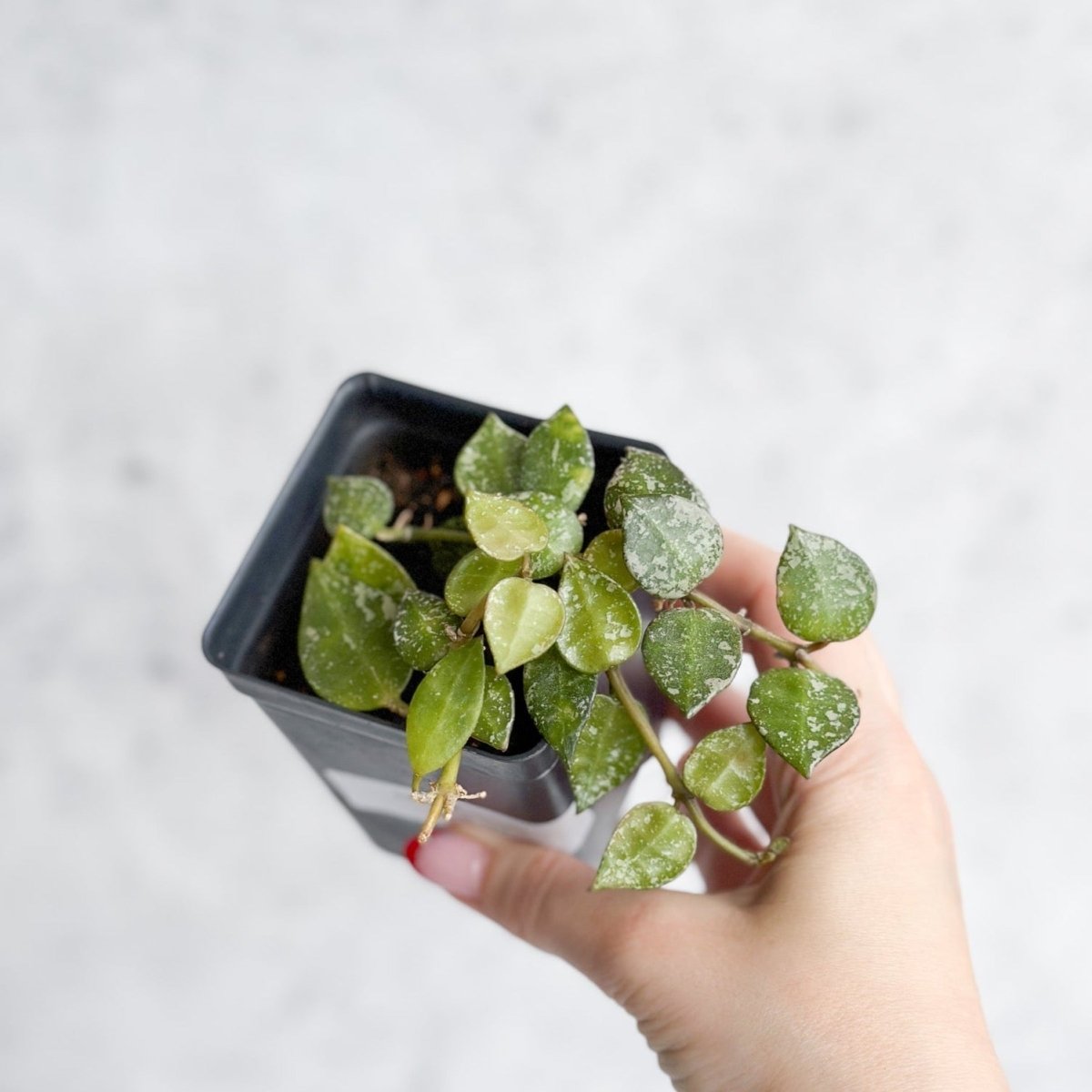 Hoya Curtisii - Tiny-Leaf Waxflower