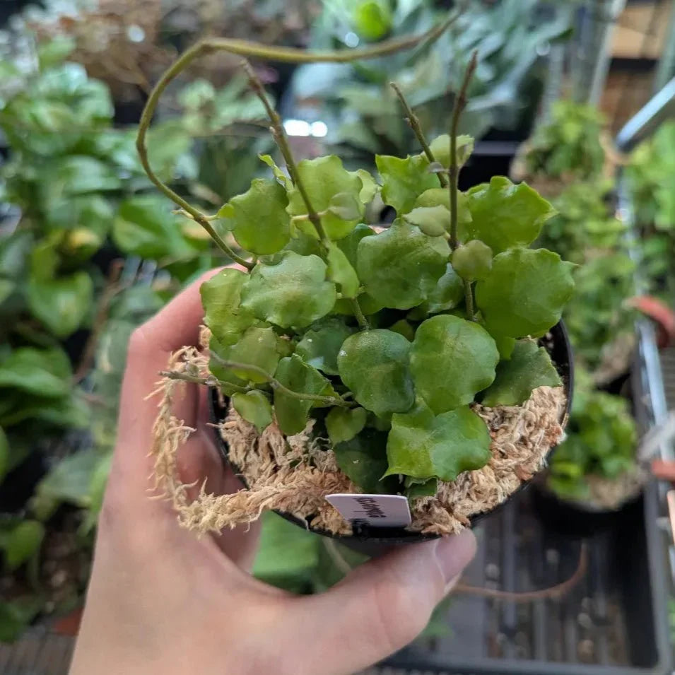 Hoya 'Endauensis' - Small Leaf Wax Plant