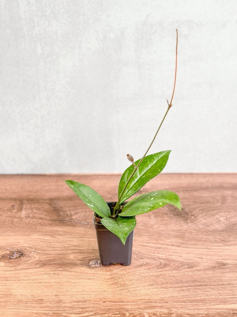 Hoya Fungii X Pubicalyx - Fungii Wax Plant
