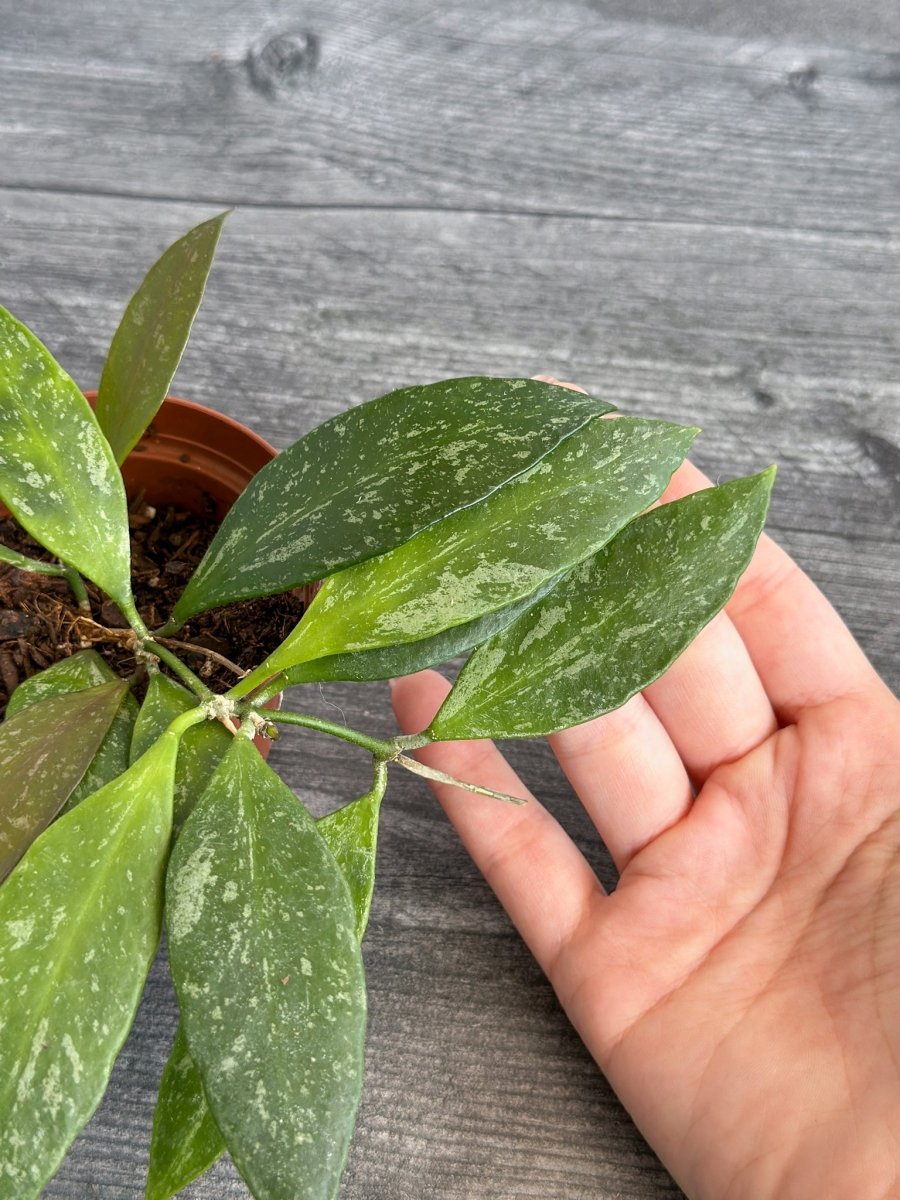 Hoya Gracilis (Hoya Memoria)