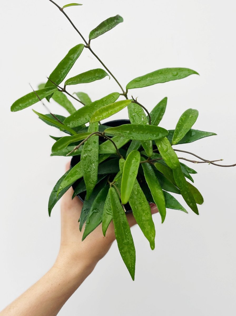 Hoya Hybrid Minibelle - Waxvine Plant