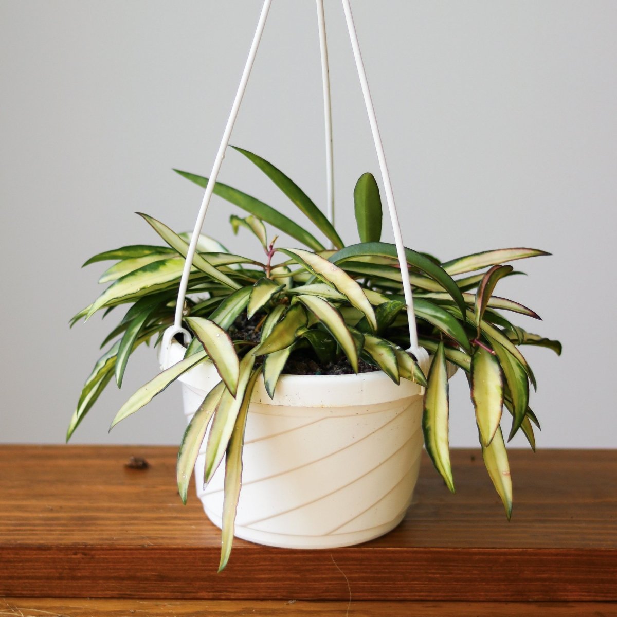 Hoya Kentiana Variegata - Hanging Basket