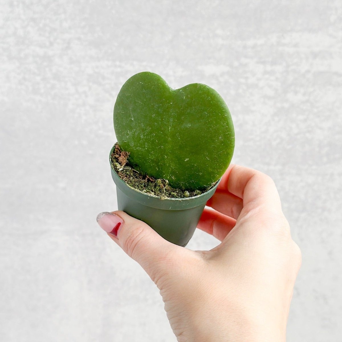 Hoya Kerrii 'Hoya Heart' Sweetheart Plant - 2.5 Inch
