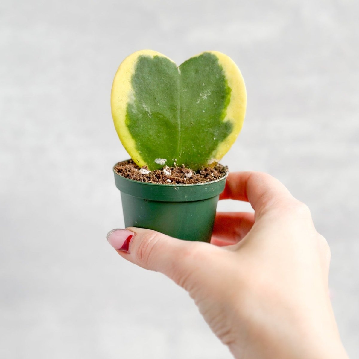 Hoya Kerrii Varigated 'Hoya Heart' Sweetheart Plants