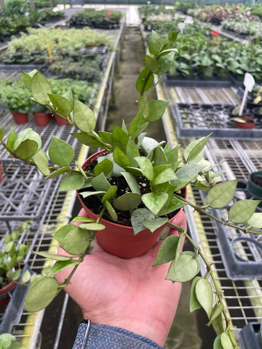 Hoya Krohniana 'Super Silver'