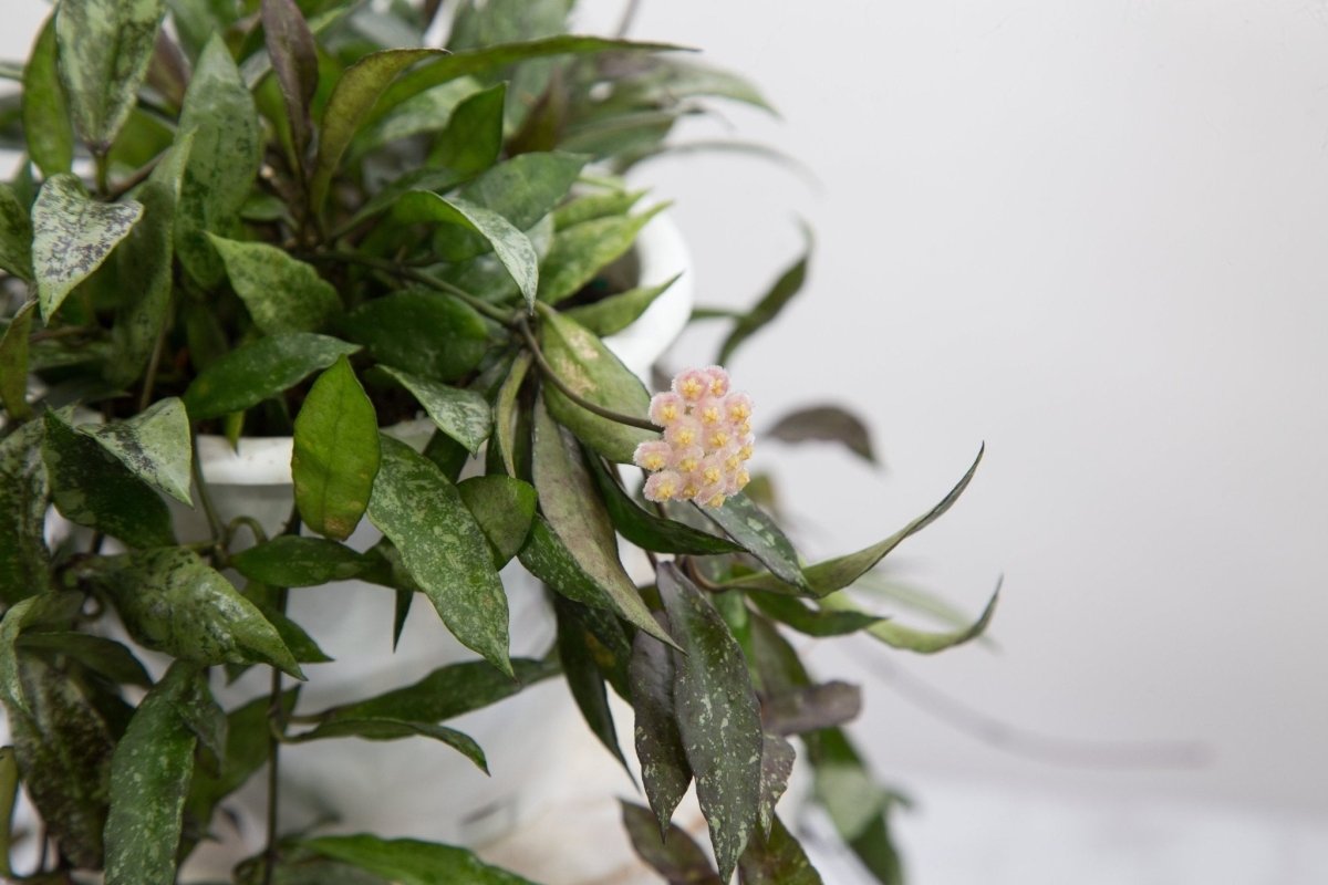 Hoya Lacunosa ‘Royal Flush’