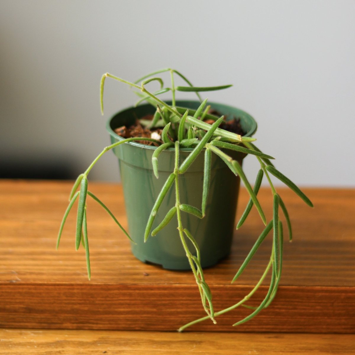 Hoya Linearis - Wax Vine