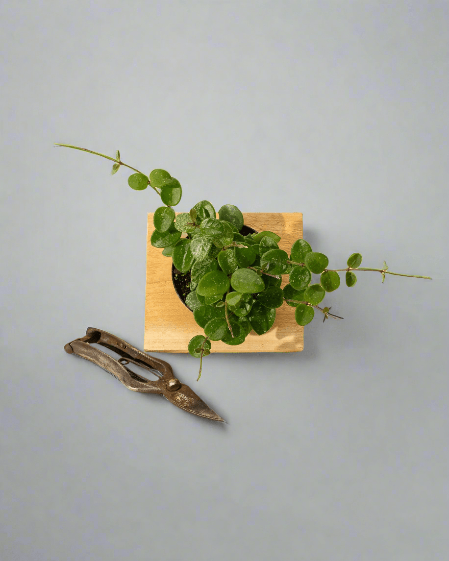 Hoya 'Mathilde' - Miniature Wax Plant