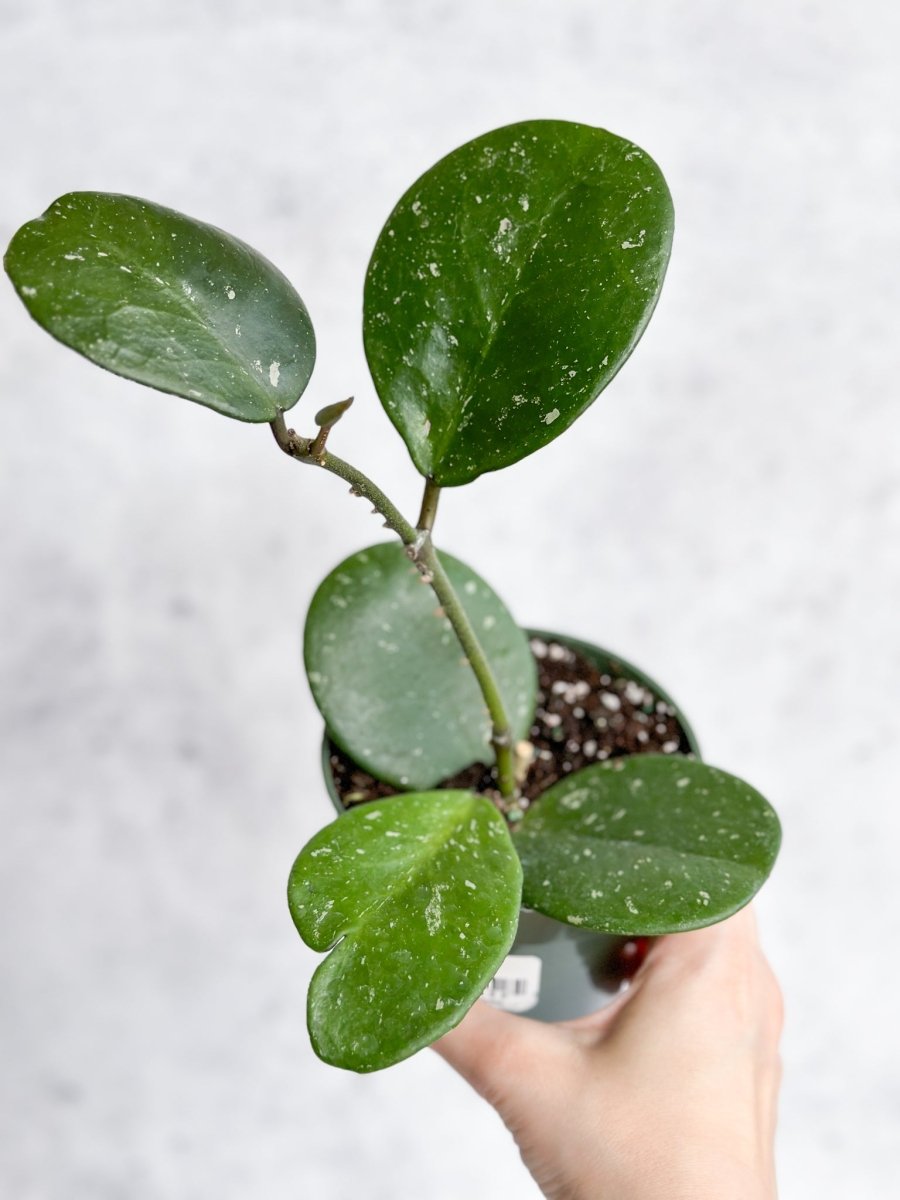 Hoya Obovata ‘Splash’ - Splash Variegated Hoya - 4 Inch