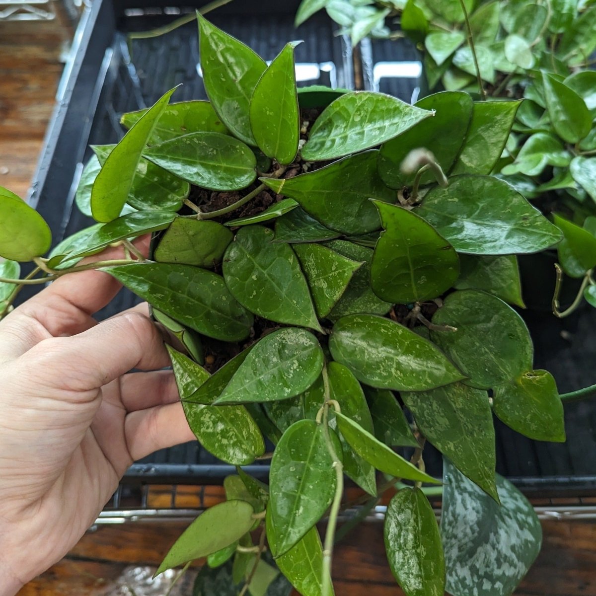 Hoya Parasitica 'Black Margin' - Black Margin Hoya