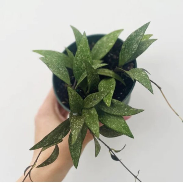 Hoya Parviflora ‘Dappled Wax Plant’ – Rare Speckled Hoya With Trailing Vines