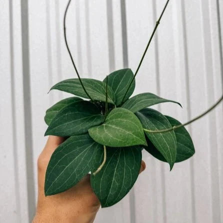Hoya 'Pottsi' - Pottsi Unique Hoya Plant