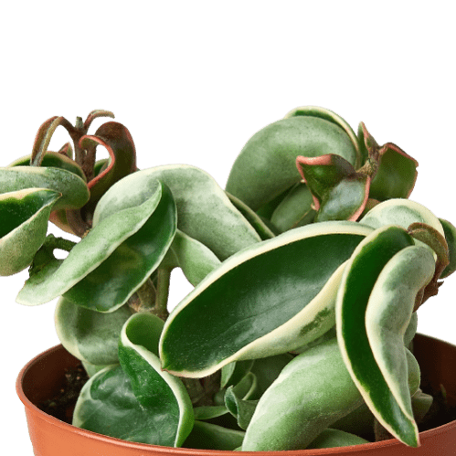 Hoya Rope Variegated – 4" Pot | Rare Hoya Carnosa 'Compacta Variegata'