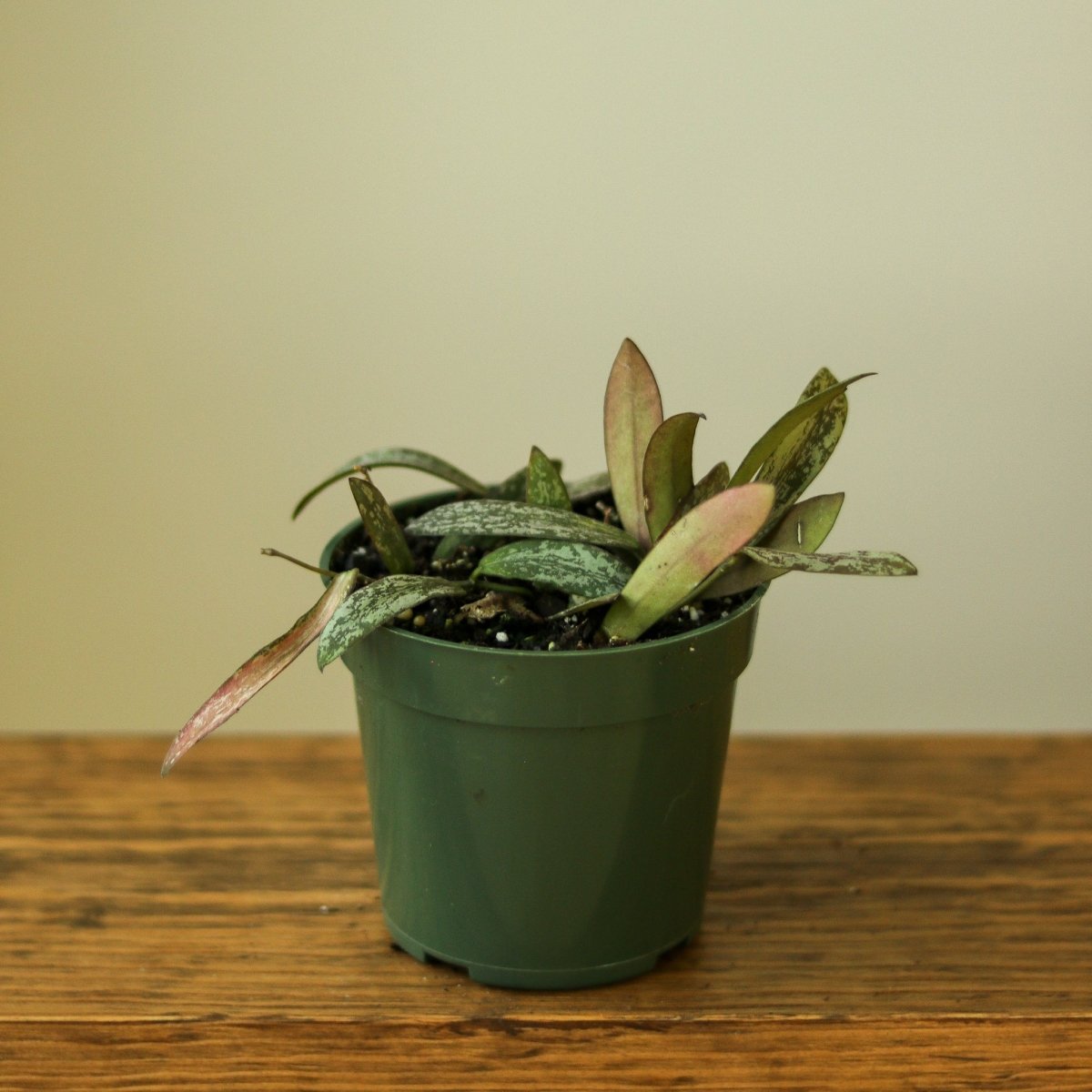 Hoya Sigillatis – Rare Silver-Speckled Hoya