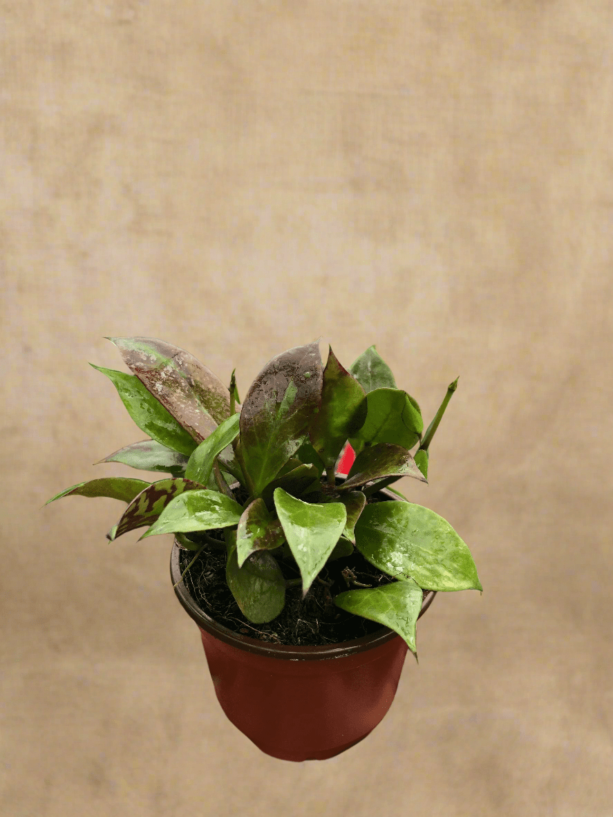 Hoya Sunrise - Brightly Variegated Wax Plant