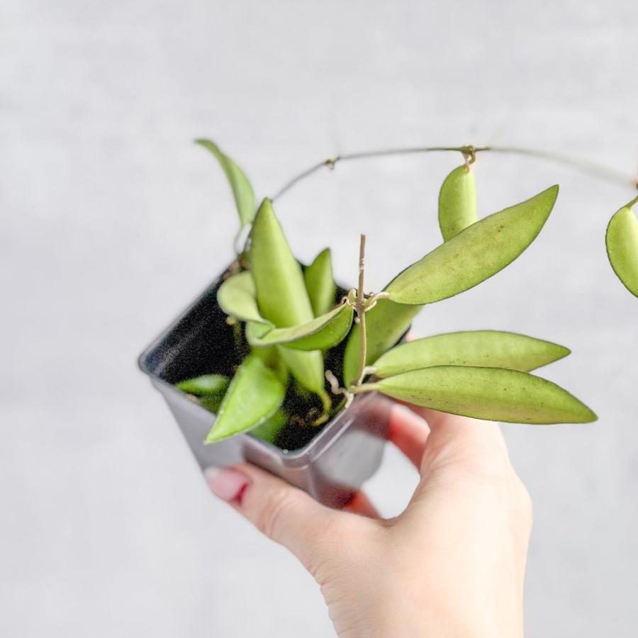 Hoya Wayetti - Waytti Hoya