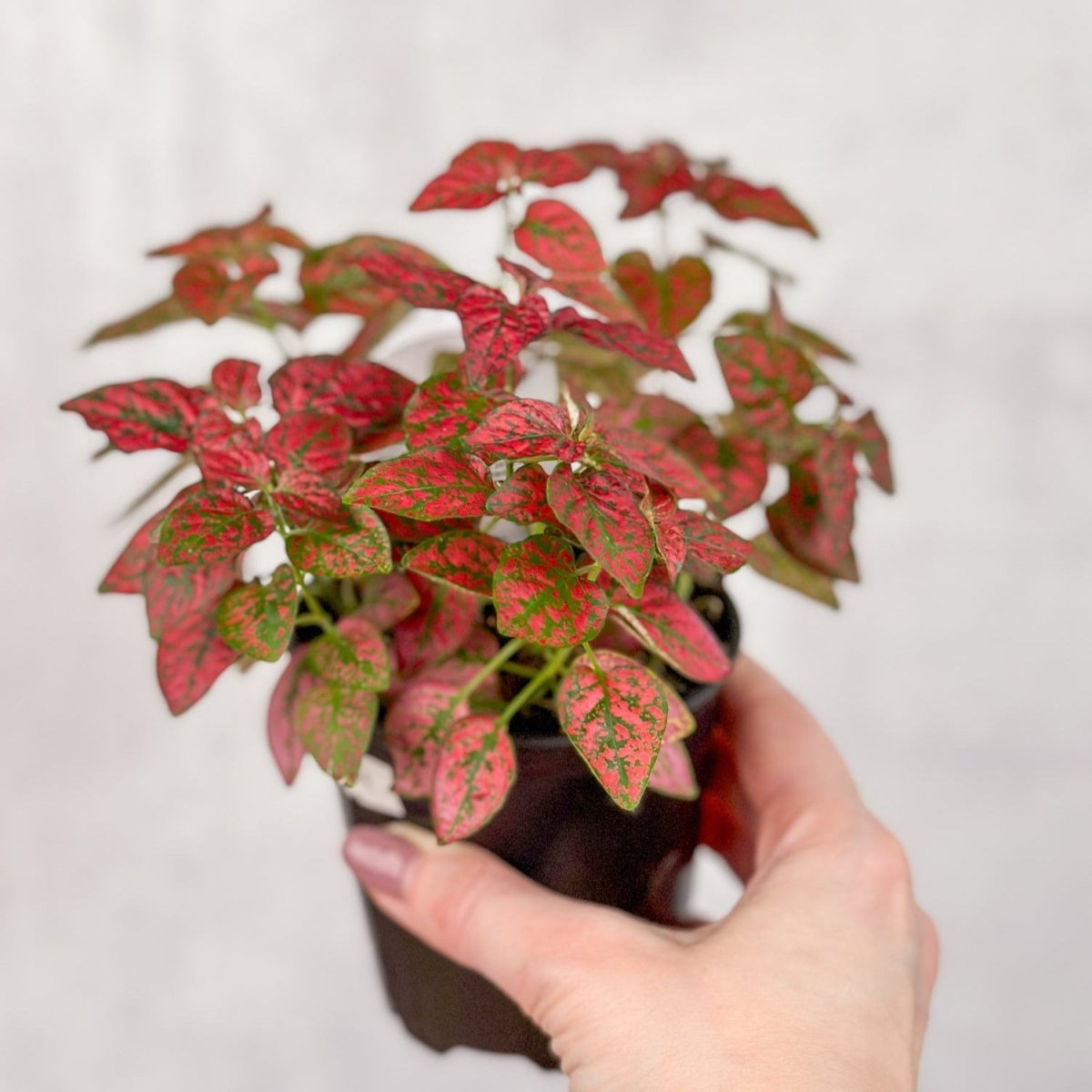 Hypoestes Phyllostachya 'Polka Dot Plant'