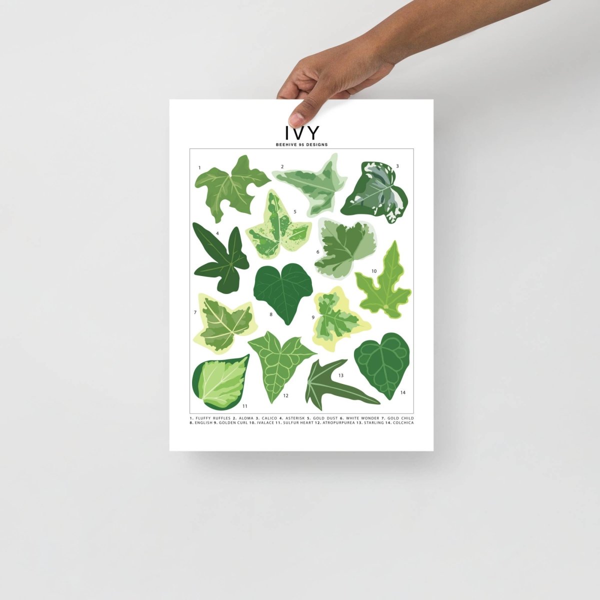 Ivy Species ID Chart - Botanical Houseplant Art Print