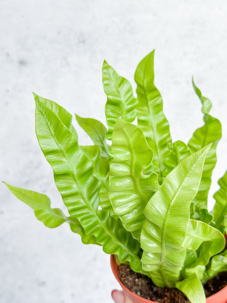 Japanese Asplenium Nidus ‘Crispy Wave Fern’ - 4 Inch