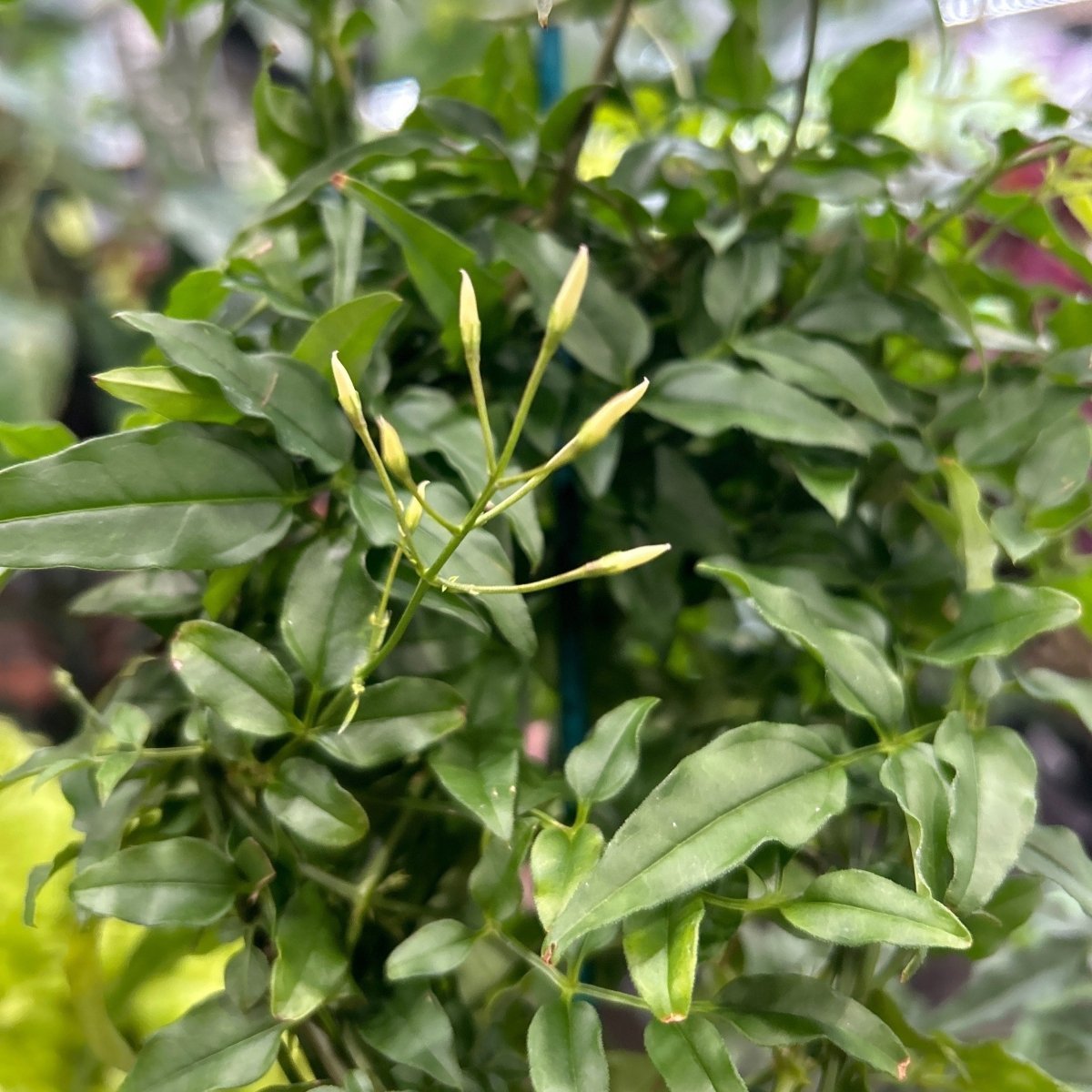 Jasmine Polyanthum - Fragrant Jasmine Hoop