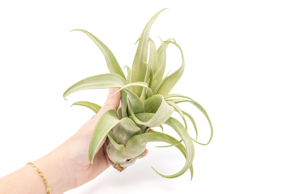 Jumbo Tillandsia Streptophylla Air Plant – Rare Curly Tillandsia (Limited Stock)