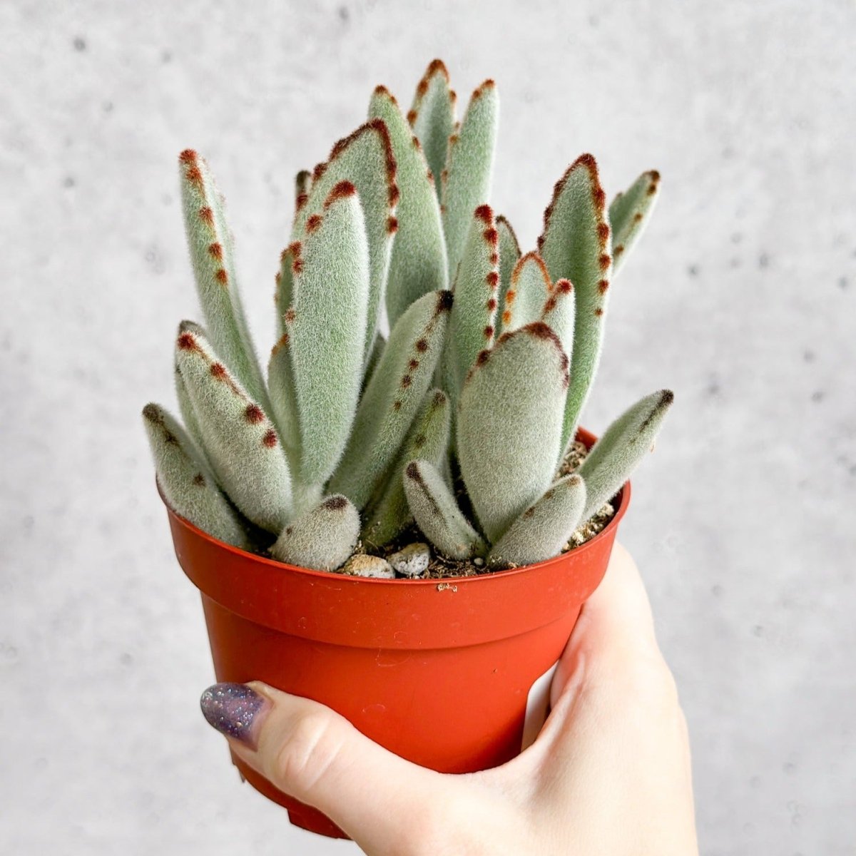 Kalanchoe Tomentosa ‘Panda’ - Panda Plant