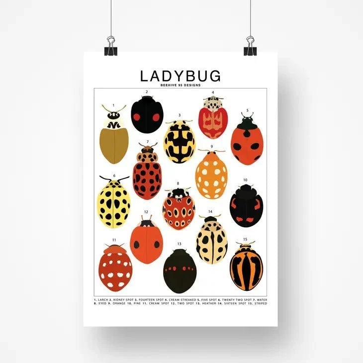 Ladybug Species ID Chart - Insects Fauna Art Print 8x10