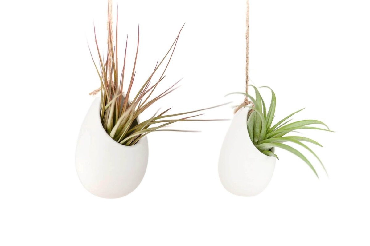 Large Ivory Ceramic Container – Hanging Or Tabletop Display Vase For Air Plants