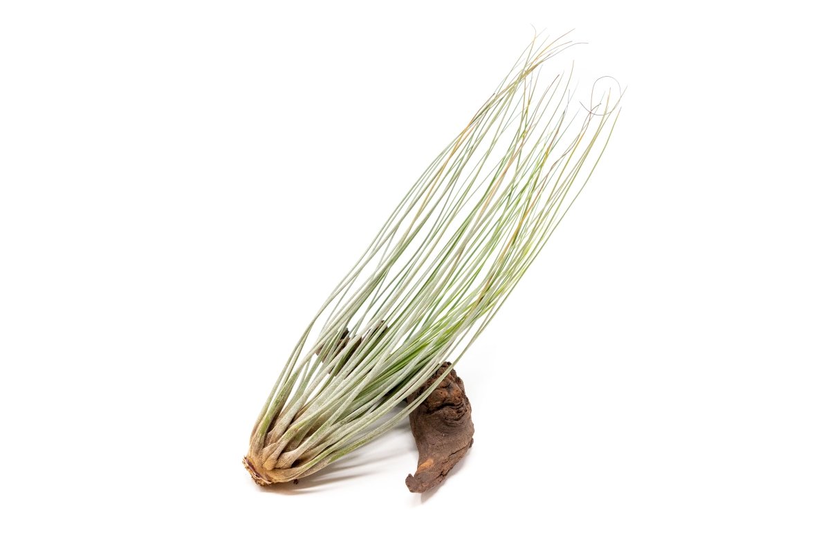 Large Tillandsia Air Plant Variety - Set Of 10, 15, Or 20