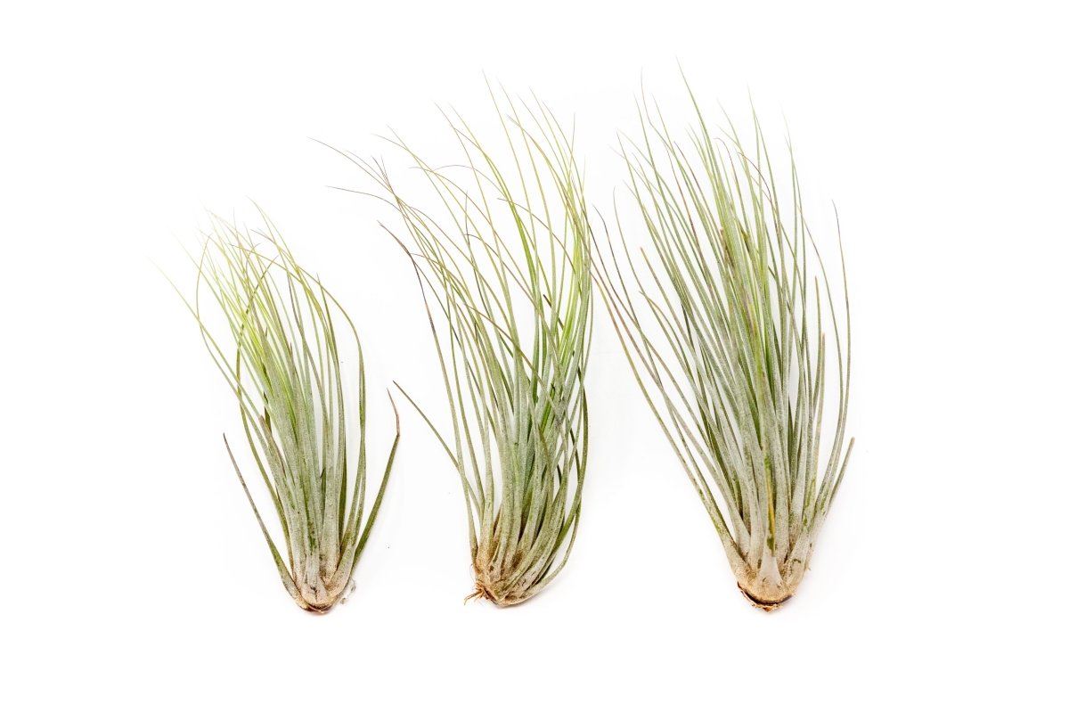 Large Tillandsia Juncea - Set Of 10, 15 Or 20 Air Plants