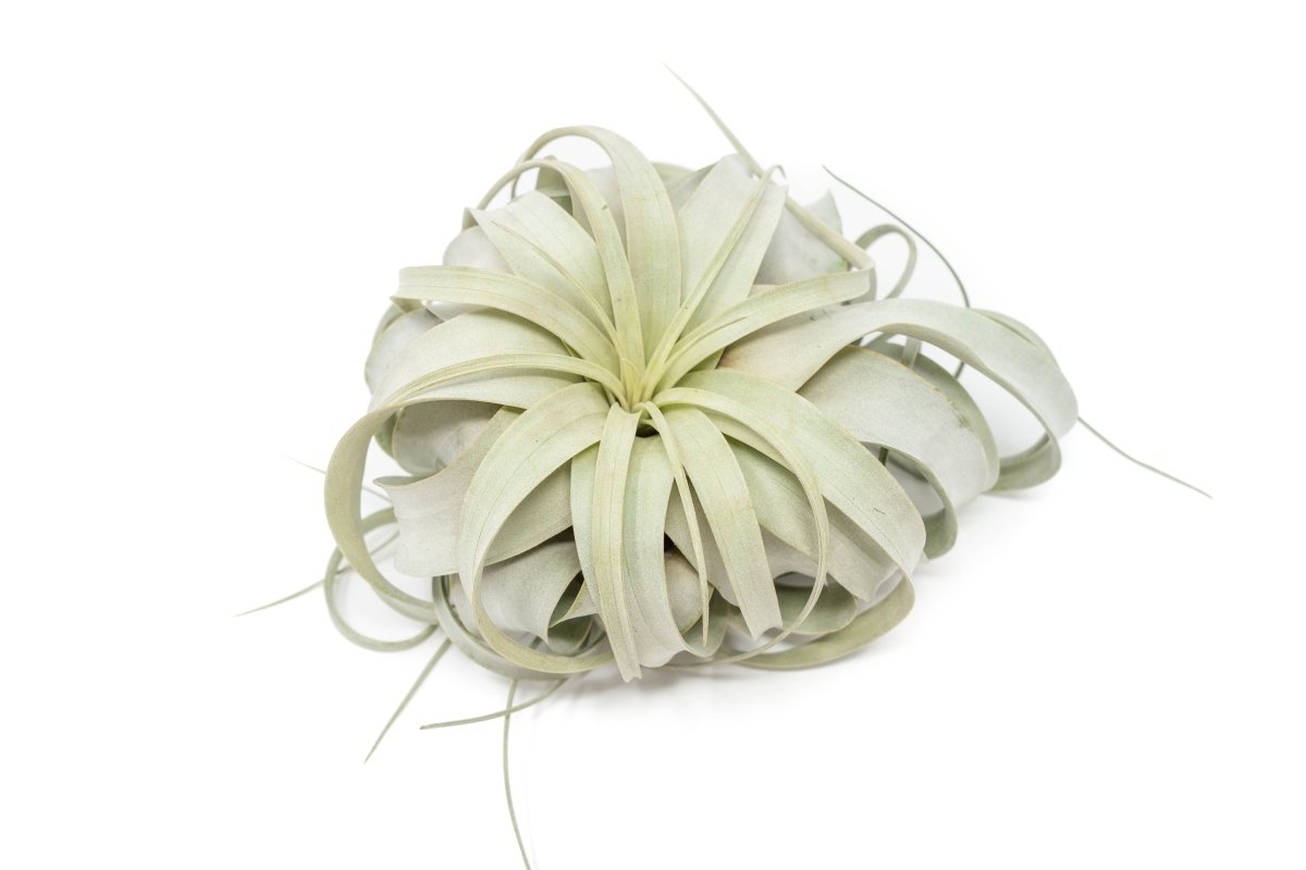 Large TillandsiaXerographica + 1 Year Air Plant Fertilizer Pack