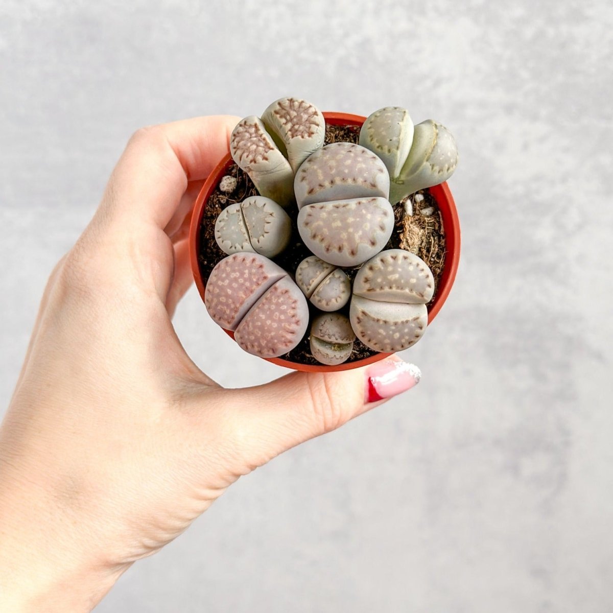 Lithops - Living Rock Plant
