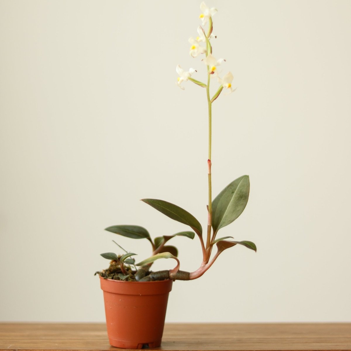 Ludisia Discolor - ‘Jewel Orchid’ Var. Nigrescens - Various Sizes