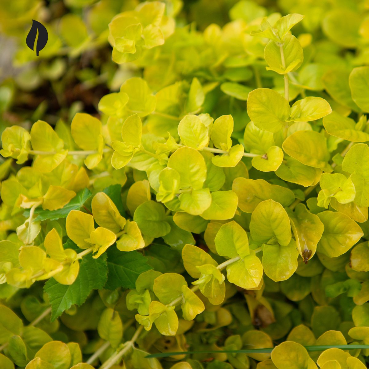 Lysimachia Nummularia - Creeping Jenny