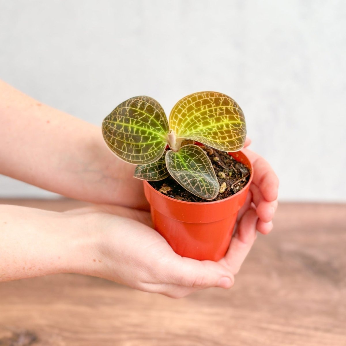 Macodes Sanderiana X Limii 'Gold Dust' - Gold Dust Jewel Orchid