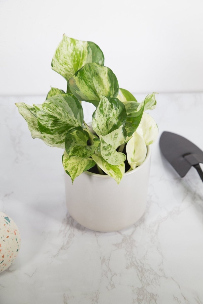 Epipremnum Aureum ‘Manjula’ Pothos - Rare Variegated Indoor Vine