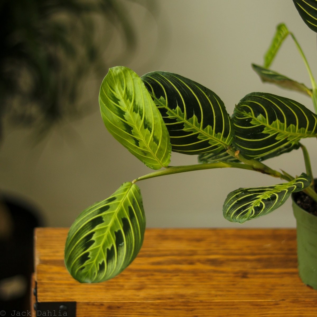 Maranta Leuconeura 'Lemon Prayer Plant'
