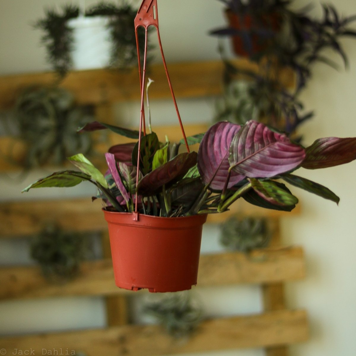 Maranta Leuconeura 'Red Prayer Plant' - Various Sizes