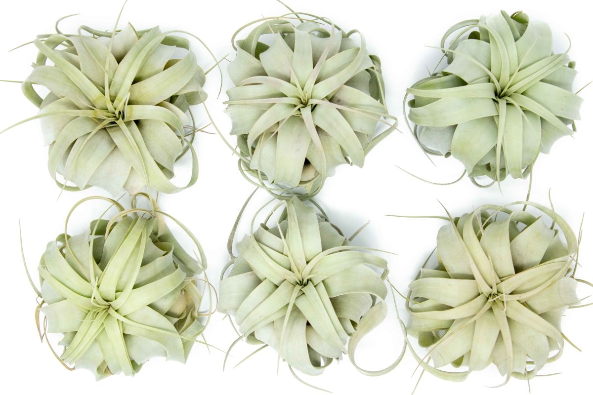 Medium TillandsiaXerographica Air Plant / 5-6 Inches Wide