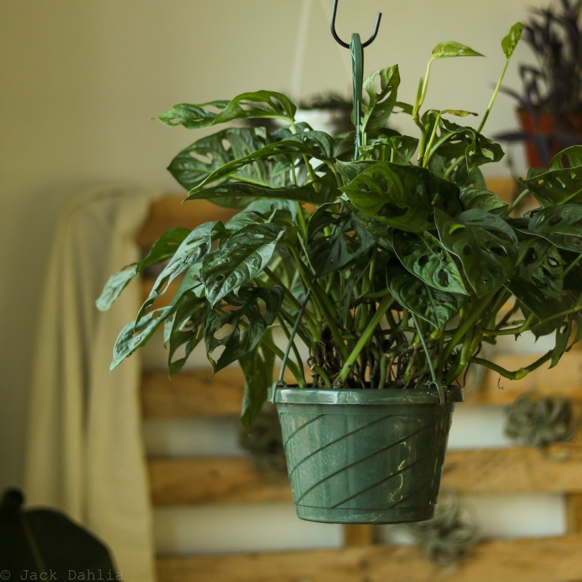 Monstera Adansonii Swiss Cheese Plant