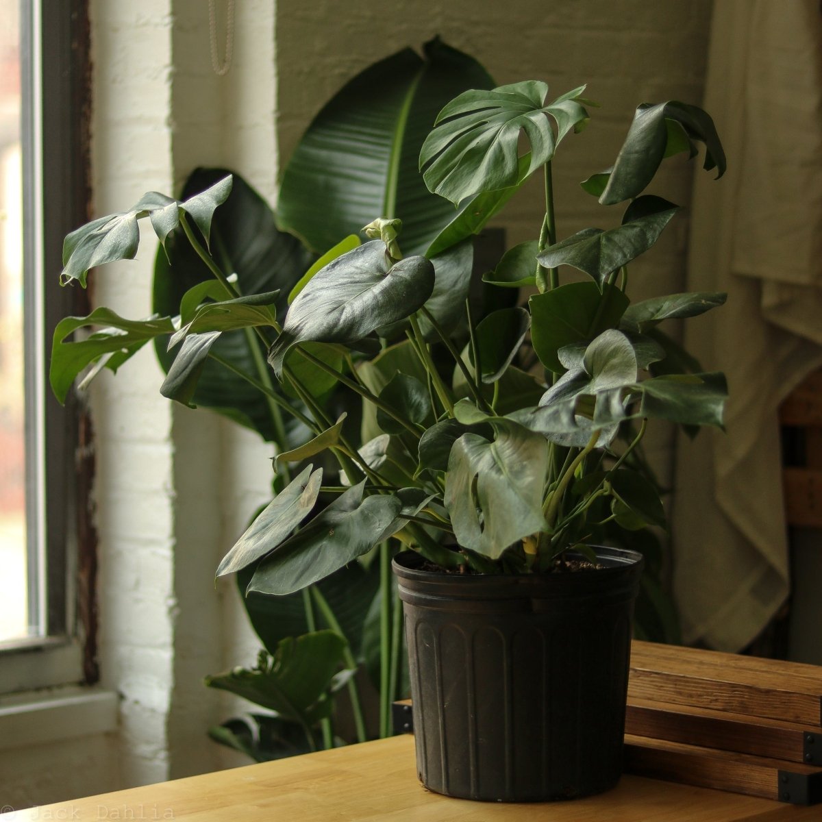Monstera Deliciosa Floor Plant