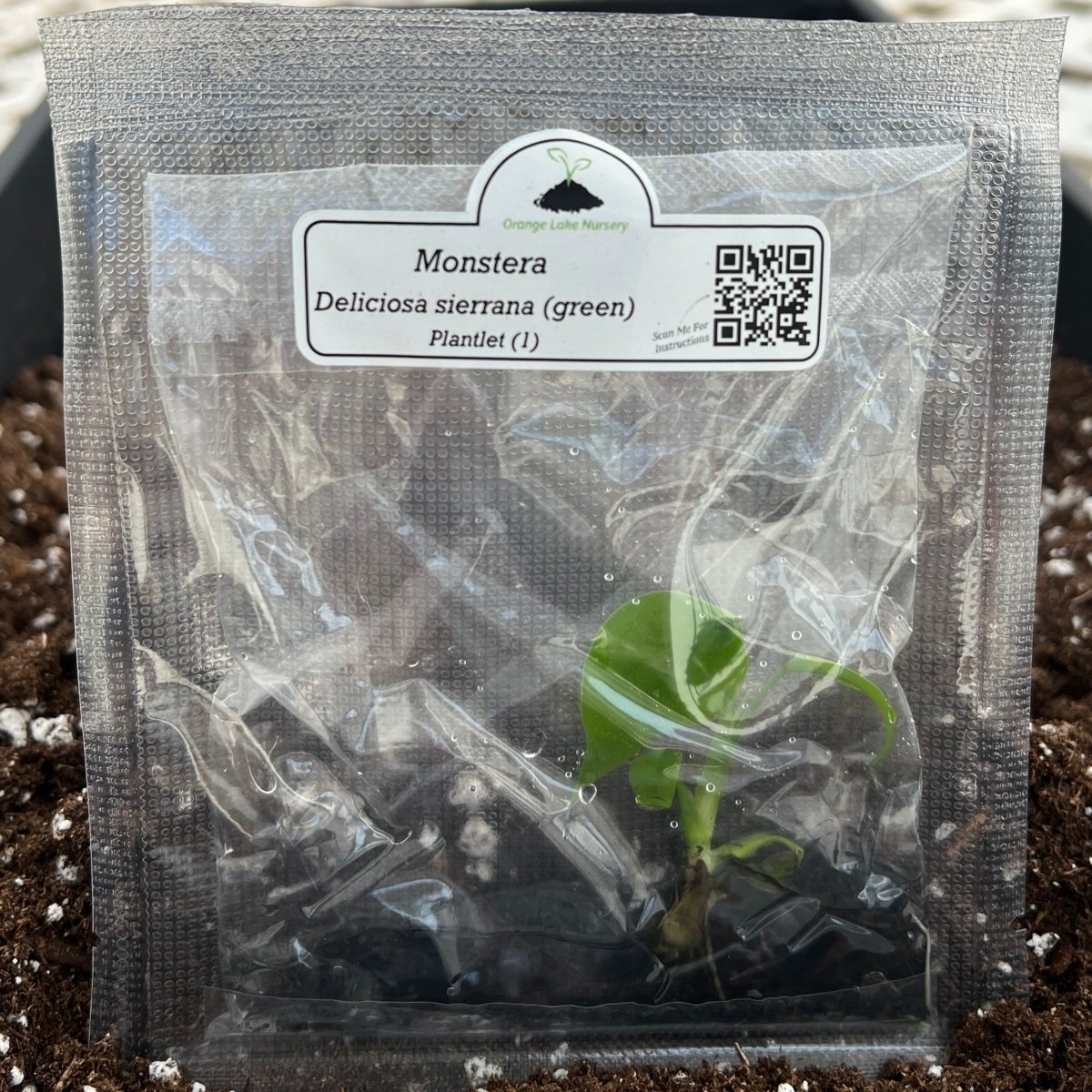Monstera Deliciosa Sierrana Plantlets