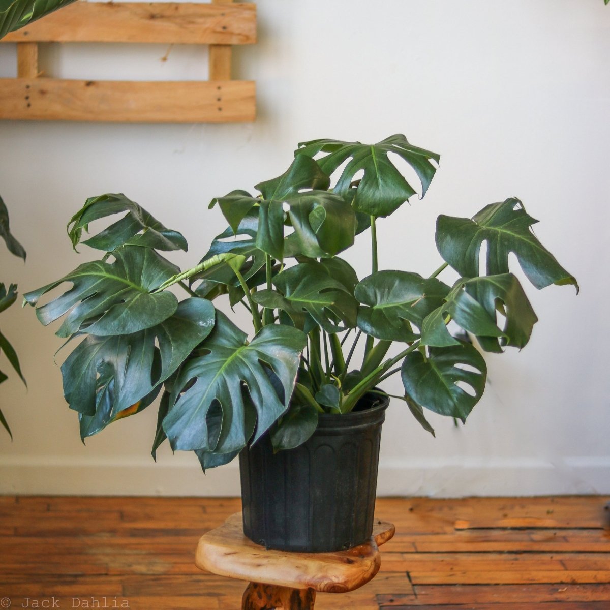 Monstera Deliciosa - Split-Leaf Philodendron