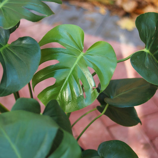 Monstera Deliciosa - Split-Leaf Philodendron