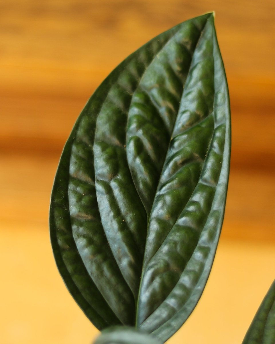 Monstera Karstenianum - ‘Monstera Peru’ - Various Sizes