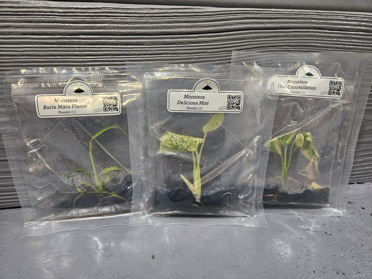 Monstera Madness Bundle - 3 Plantlets
