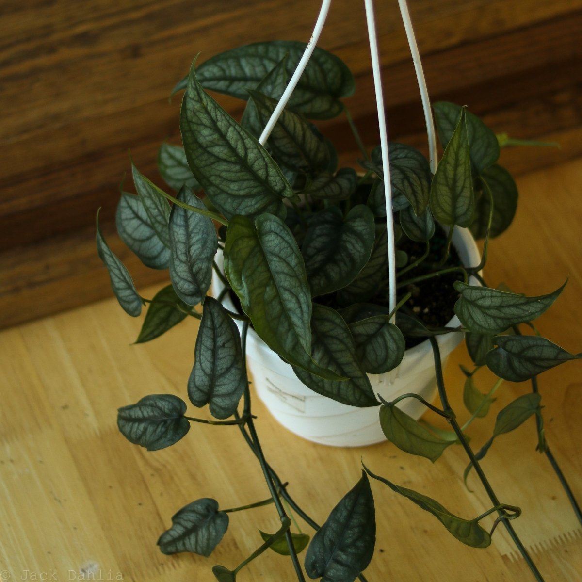 Monstera Siltepecana - Silverleaf Monstera